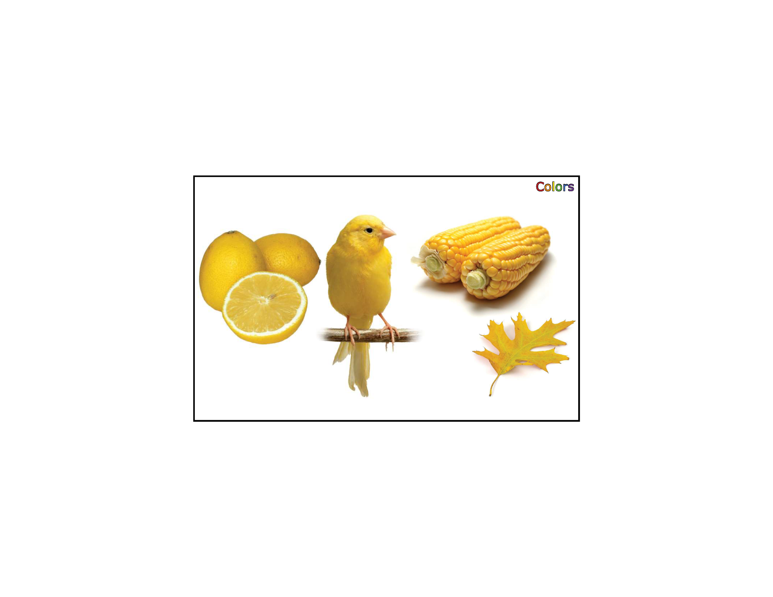 Kanien'kéha Color Yellow Flashcard