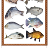 Ohenton Karihwatehkwen Poster Set 11x17