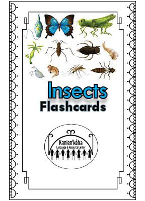 Insects flashcards 4x6